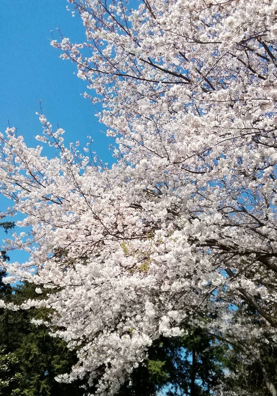 富士　桜