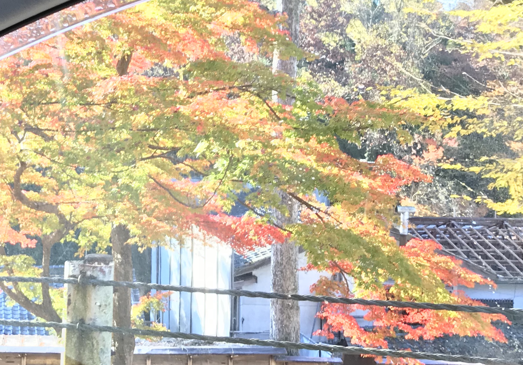 紅葉 奈良公園