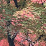 奈良，autumn leaves，紅葉